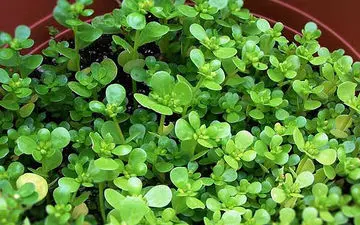 این سبزی یک معجزه گر است| درمان قند خون و ۹۹ درد دیگر!

