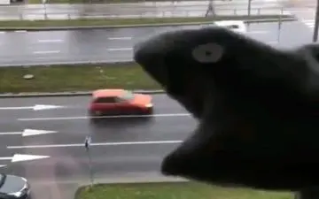 ویدئویی خلاقانه از مار ماشین‌خوار در روزهای قرنطینه