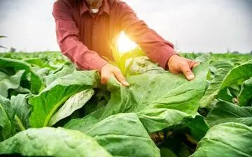 
دانستنی جالب از تحقیقات دانشمندان در مورد گوجه فرنگی|این گوجه فرنگی‌ها حرف می‌زنند