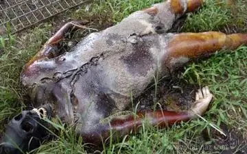 تصاویری عجیب و باور نکردنی از تجزیه بدن انسان پس از مرگ (عکس18+)