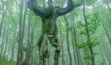 درختی در بلغارستان که شببه انسان است +عکس