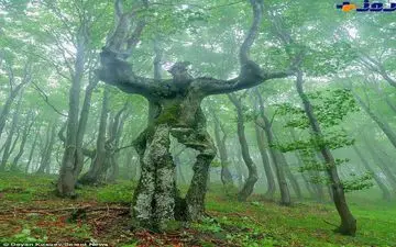 درختی در بلغارستان که شببه انسان است +عکس