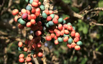 میوه‌ای که ضد میکروب، درد، قارچ و التهاب است