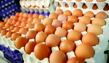 26 میلیون مرغ در کشور تلف شده است / صادرات به قطر علت کمبود تخم مرغ نیست