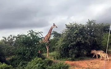 حمله شیرهای گرسنه به یک زرافه + فیلم 