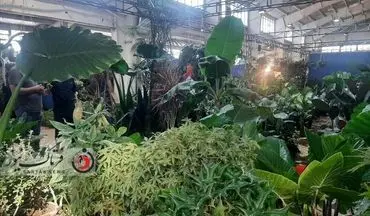  برگزاری نمایشگاه گل‌و گیاه در پارک شاهد کرمانشاه


