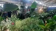  برگزاری نمایشگاه گل‌و گیاه در پارک شاهد کرمانشاه


