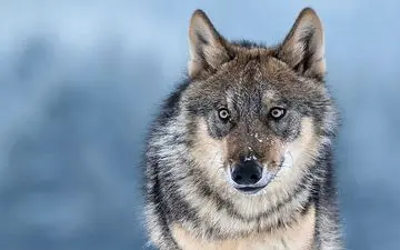 نوزادی که گرگ ها دزدیدند و تا 6 سالگی بزرگ کردند این شکلی پیدا شد/ عکس