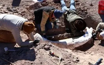 گنج نفیس به شکل کنده درخت بود / همه حیرت کردند