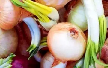 با پیاز جوانه زده چکار کنیم؟