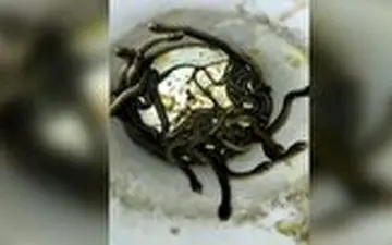 صحنه عجیبی که مرد هندی را در خانه اش شوکه کرد! 