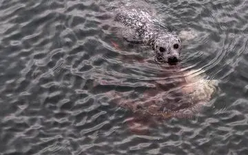 شکار اختاپوس توسط شیر آبی