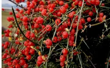 طب سنتی| گیاهی دو منظوره برای «وزن»

