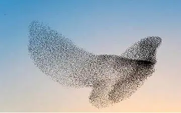 رقص پرواز دیدنی پرندگان درتالاب + فیلم