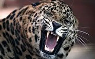 دریده شدن سگ نگهبان توسط پلنگ