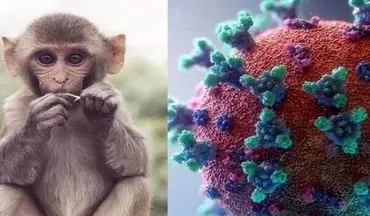 
اعلام آبله میمونی به عنوان وضعیت اضطرار بهداشت جهانی؟!
