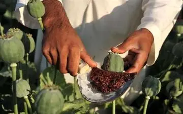 روش عجیب قاچاقچیان برای حمل موادمخدر+عکس