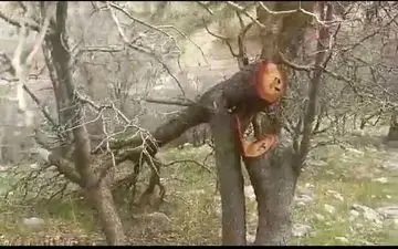 واکنش منابع طبیعی به تصاویر منتشر شده درباره جنگل‌های «میرغضب» بویراحمد