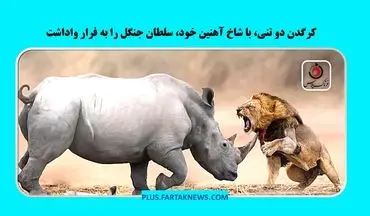 ویدیو | فرار شیر از برابر قدرت بی‌نظیر کرگدن
