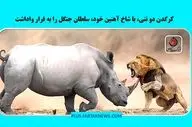 ویدیو | فرار شیر از برابر قدرت بی‌نظیر کرگدن
