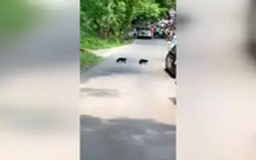  برخورد فوق متمدنانه با یک خرس و توله‌هایش