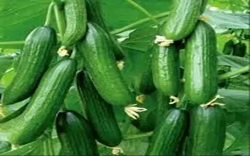 هشدار؛ هرگز خیار گلخانه ای نخورید!