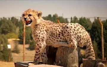  ادعای ترخیص "پیروز" از بیمارستان کذب است 