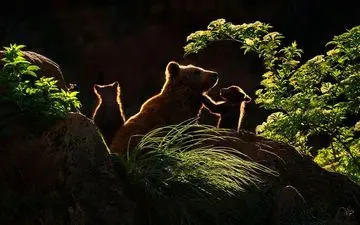  عکس منتخب نشنال جئوگرافیک | مادرخرس