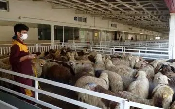 آخرین وضعیت قیمت دام زنده در آستانه عیدقربان