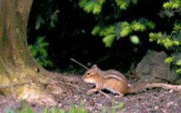 فیلمی صحنه آهسته از حرکت شگفت انگیز حیوانات 