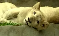 تولد شیرهای سفید در باغ وحش + فیلم