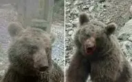 مدیرکل پدافند غیرعامل استانداری مازندران: کشتار توله خرس قهوه ای در سوادکوه ناراحت کننده بوده است
