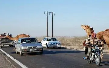 شتر بلای جان موتورسوار شد