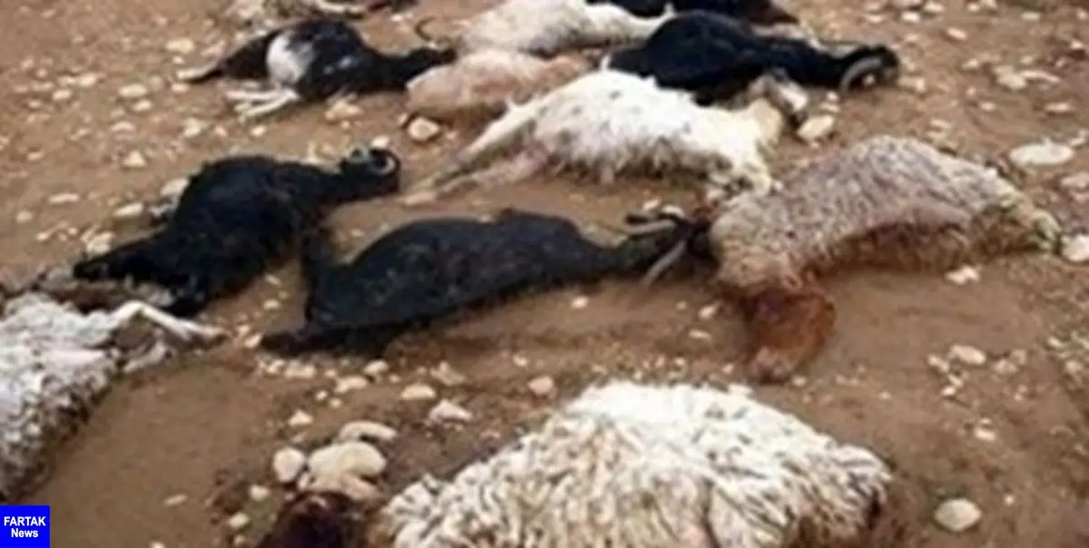 تلف شدن ۱۷ راس گوسفند در حادثه رانندگی در اردبیل