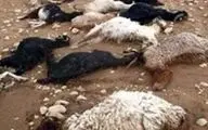 تلف شدن ۱۷ راس گوسفند در حادثه رانندگی در اردبیل