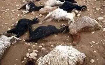تلف شدن ۱۷ راس گوسفند در حادثه رانندگی در اردبیل