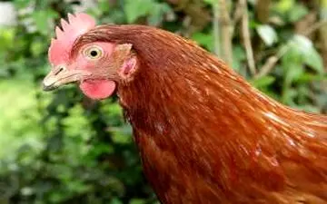 مرغ تا ۹۰۰۰ تومان پَر کشید