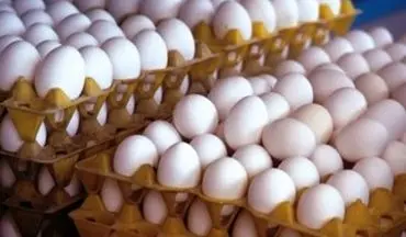 پیش بینی می شود امسال توفیقی در صادرات تخم مرغ نداشته باشیم
