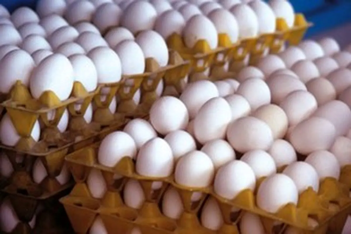 پیش بینی می شود امسال توفیقی در صادرات تخم مرغ نداشته باشیم