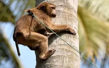 دستگیری بخاطر خوردن یک میمون