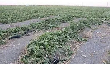درخواست ۶۰ میلیارد تومان برای جبران خسارت کشاورزی مناطق زلزله زده کرمانشاه