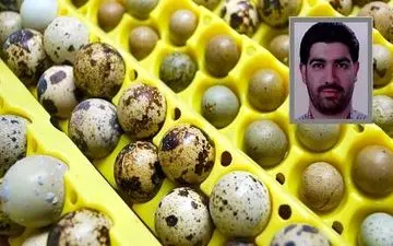  از شرکت نفت تا درآمد 6 میلیونی تخم بلدرچین