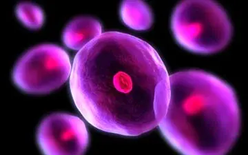 سلول های بنیادی مغز در بیماران مبتلا به ام اس پیرتر هستند