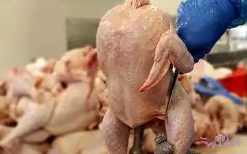 توزیع روزانه تا ۱۵۰۰ تن گوشت مرغ در تهران