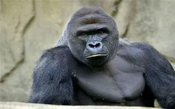 گوریل‌ها مثل انسان مراسم سوگواری دارند!
