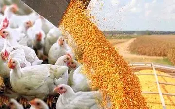 جدیدترین قیمت نهاده‌های دامی و محصولات کشاورزی | نرخ‌ها در ۳ شهریور ۱۴۰۴ اعلام شد