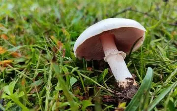 خطر مسمومیت با قارچ‌های سمی در فصل بهار