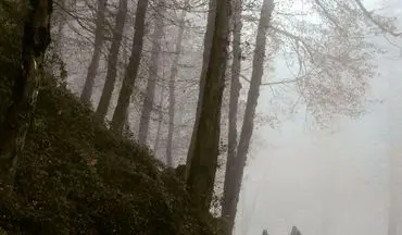 این جنگل زیبای رامسر رو از دست نده|جنگل دالخانی رامسر؛ جاذبه ای فوق العاده و تماشایی
