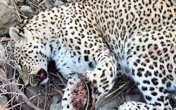 پلنگ زخمی دنا تلف شد