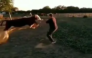 حمله وحشیانه گاو به چوپان برزیلی